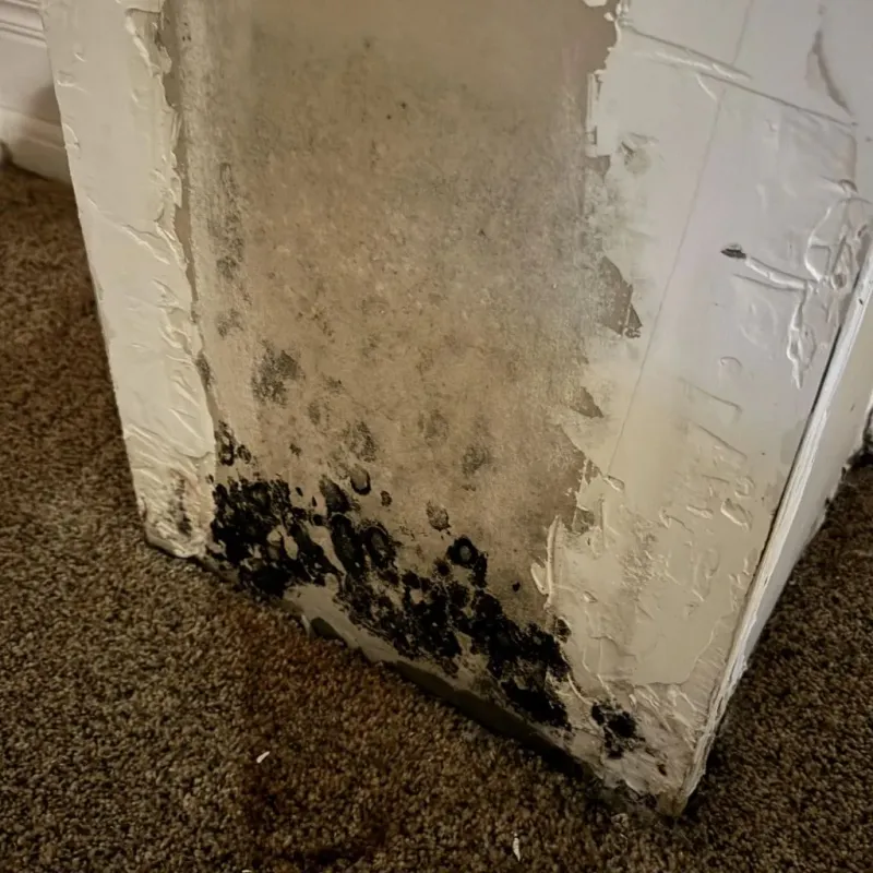Professional Mold Removal in Converse, TX